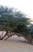 Туры в отель Nubian Beach Туры в отель Nubian Beach