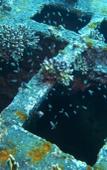 Туры в отель Bait al Aqaba Dive Center & Resort Туры в отель Bait al Aqaba Dive Center & Resort