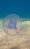 Туры в отель Bait al Aqaba Dive Center & Resort Туры в отель Bait al Aqaba Dive Center & Resort
