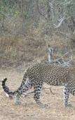 Туры в отель Wadula Safari Yala Туры в отель Wadula Safari Yala