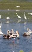 Туры в отель Wadula Safari Yala Туры в отель Wadula Safari Yala