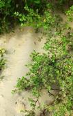 Туры в отель Sands Kalpitiya By GLN Туры в отель Sands Kalpitiya By GLN