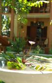 Туры в отель Lime Cabanas Sri Lanka Туры в отель Lime Cabanas Sri Lanka