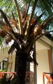 Туры в отель Tropical Heavens Garden Samui Туры в отель Tropical Heavens Garden Samui