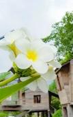 Туры в отель Bortong Thailue Resort Туры в отель Bortong Thailue Resort