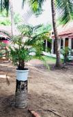 Туры в отель Surf Paradise Туры в отель Surf Paradise