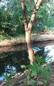 Туры в отель Ruwinsons Canal Garden Туры в отель Ruwinsons Canal Garden