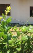 Туры в отель Kalindu Residence Туры в отель Kalindu Residence