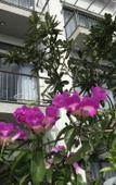 Туры в отель Hoian Tranquil Lodge - Chon Binh Yen Туры в отель Hoian Tranquil Lodge - Chon Binh Yen
