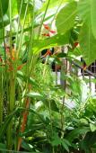 Туры в отель Baan Sawan Samui Resort Туры в отель Baan Sawan Samui Resort