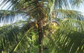 Туры в отель Raja Beach Hotel Туры в отель Raja Beach Hotel