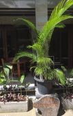 Туры в отель Rumah Ary Homestay & Spa Туры в отель Rumah Ary Homestay & Spa