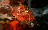 Туры в отель BADLADZ Beach and Dive Resort Туры в отель BADLADZ Beach and Dive Resort