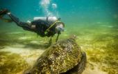 Туры в отель BADLADZ Beach and Dive Resort Туры в отель BADLADZ Beach and Dive Resort