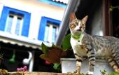 Туры в отель Selanik Pansiyon Туры в отель Selanik Pansiyon