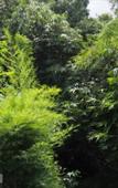 Туры в отель Green View Ubud Hostel Bali Туры в отель Green View Ubud Hostel Bali