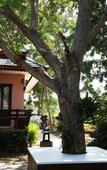 Туры в отель Phalaburi Resort by dreamhouse Туры в отель Phalaburi Resort by dreamhouse