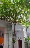 Туры в отель Ketapang Guesthouse Echo Beach Canggu Туры в отель Ketapang Guesthouse Echo Beach Canggu