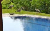 Туры в отель Tropical Dream Villa Туры в отель Tropical Dream Villa