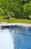 Туры в отель Tropical Dream Villa Туры в отель Tropical Dream Villa