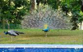 Туры в отель Tropical Dream Villa Туры в отель Tropical Dream Villa
