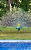 Туры в отель Tropical Dream Villa Туры в отель Tropical Dream Villa