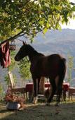 Туры в отель Lost Ridge Inn Туры в отель Lost Ridge Inn