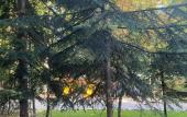 Туры в отель Liberty Village Chalet Туры в отель Liberty Village Chalet