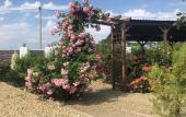 Туры в отель Grand Camellia Guest House Туры в отель Grand Camellia Guest House