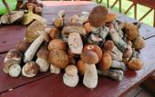 Туры в отель Manor Forest Eden Туры в отель Manor Forest Eden