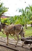 Туры в отель Hacienda Temozon Туры в отель Hacienda Temozon