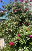 Туры в отель Amalfi Guest House Туры в отель Amalfi Guest House