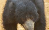Туры в отель Wilpattu wild villa Туры в отель Wilpattu wild villa