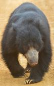 Туры в отель Wilpattu wild villa Туры в отель Wilpattu wild villa