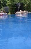 Туры в отель Sigiriya Cashew Palace Resort Туры в отель Sigiriya Cashew Palace Resort