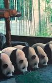 Туры в отель Shanghai Vintage Hotel Disneyland Branch Туры в отель Shanghai Vintage Hotel Disneyland Branch