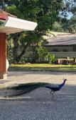 Туры в отель Happy Valley Residence Unawatuna Туры в отель Happy Valley Residence Unawatuna