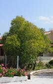 Туры в отель Harris Apartments Туры в отель Harris Apartments