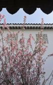 Туры в отель Pan Pacific Suzhou Туры в отель Pan Pacific Suzhou
