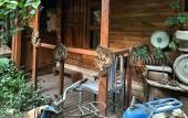 Туры в отель Natural Pansiyon Туры в отель Natural Pansiyon