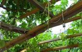 Туры в отель Natural Pansiyon Туры в отель Natural Pansiyon