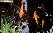 Туры в отель The Hidden Bali Inn Туры в отель The Hidden Bali Inn