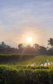Туры в отель Kayangan Villa Ubud Туры в отель Kayangan Villa Ubud