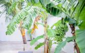 Туры в отель Belvedere Thoddoo Guest House Туры в отель Belvedere Thoddoo Guest House