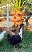 Туры в отель Patara Caretta Hotel Туры в отель Patara Caretta Hotel