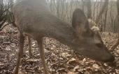 Туры в отель Polonezkoy Country Club & Accommodation in the Wildlife Park! Туры в отель Polonezkoy Country Club & Accommodation in the Wildlife Park!