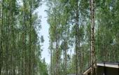 Туры в отель Glamping Norke Yeseninskaya Rus Туры в отель Glamping Norke Yeseninskaya Rus