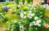 Туры в отель Skala Parus Alt Apartments Туры в отель Skala Parus Alt Apartments