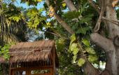 Туры в отель Navaya Dhiffushi Guest house Туры в отель Navaya Dhiffushi Guest house