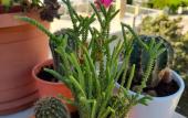 Туры в отель Akdeniz Pansiyon Bed&Breakfast Туры в отель Akdeniz Pansiyon Bed&Breakfast